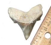 Lateral angustidens shark tooth